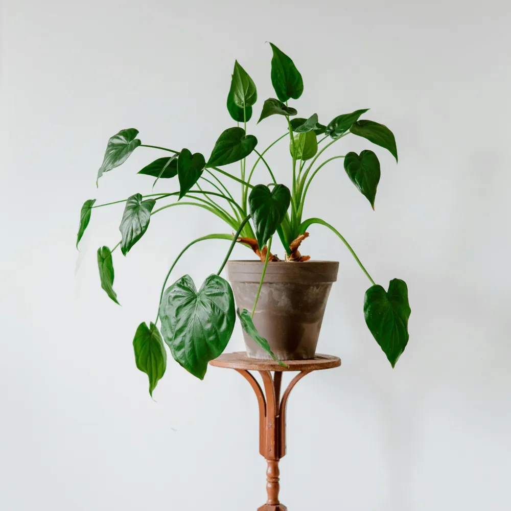 Plante éléphant - alocasia 'cucullata' - hauteur 70-80cm - ⌀19cm