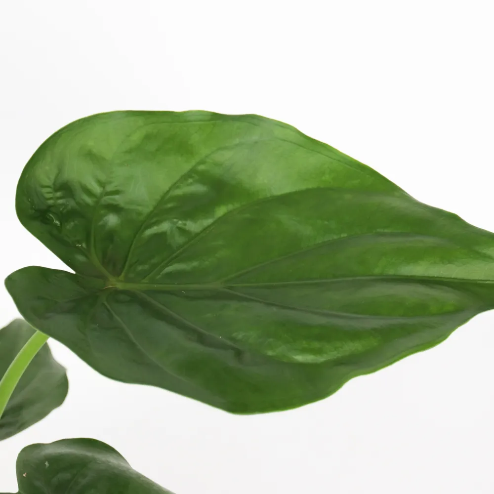 Plante éléphant - alocasia 'cucullata' - hauteur 70-80cm - ⌀19cm