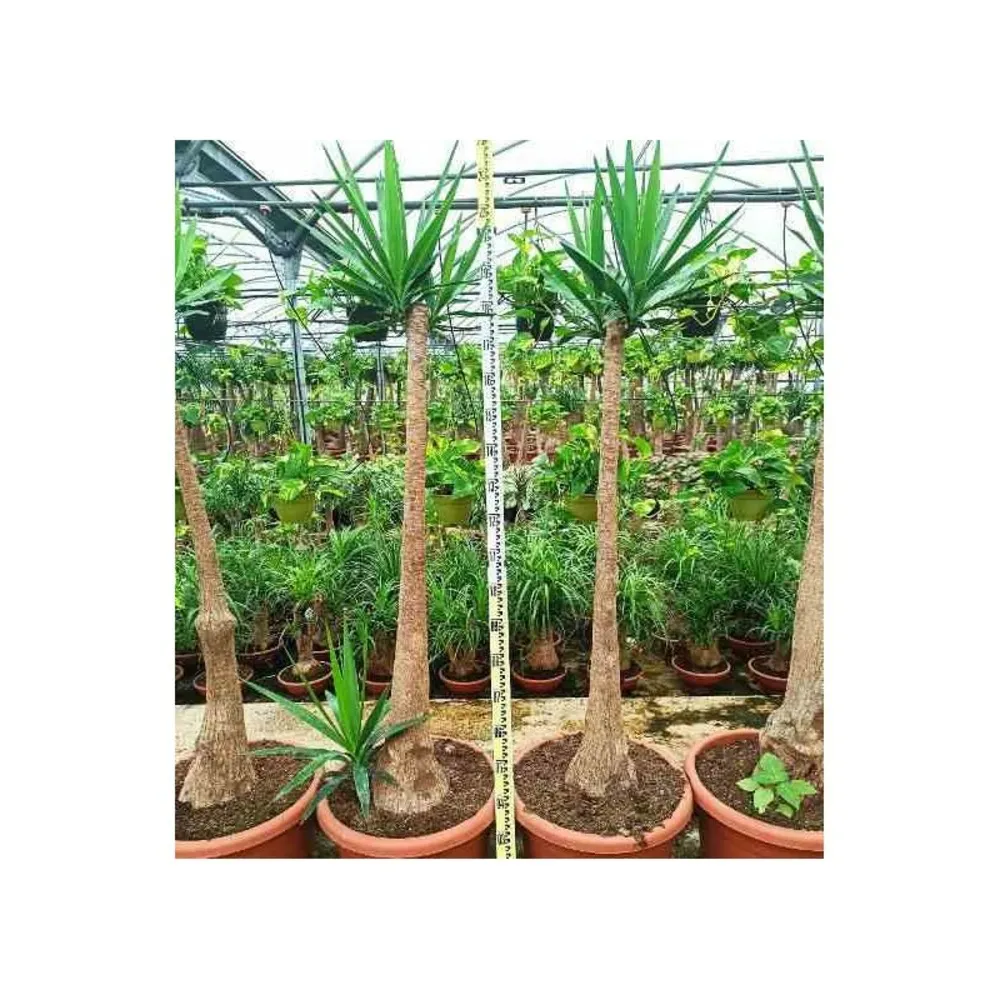 Yucca elephantipes (yucca pied d'éléphant) pot de 20 litres - 110/130 cm
